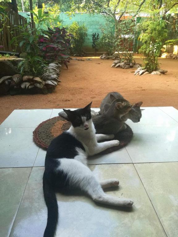 Domácí mazlíčci ubytovaní s hosty v ubytování Alass Ga For Pets Lovers