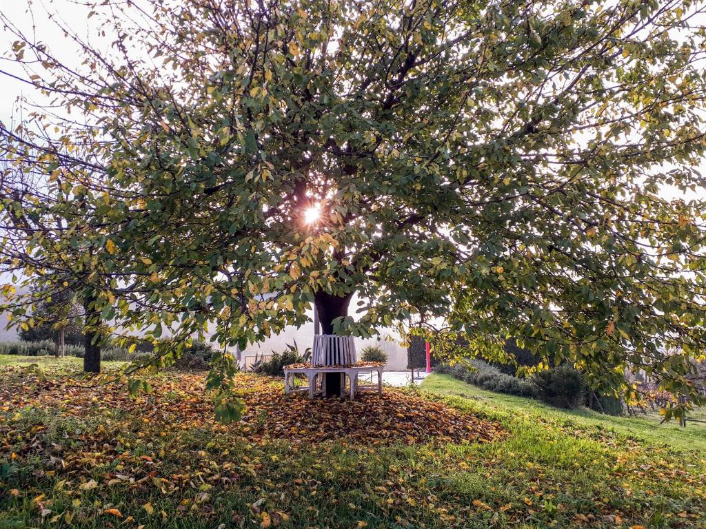 Zahrada ubytování Casa LuceSole