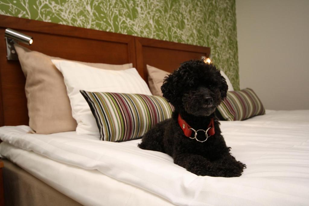 Domácí mazlíčci ubytovaní s hosty v ubytování Hotell Conrad