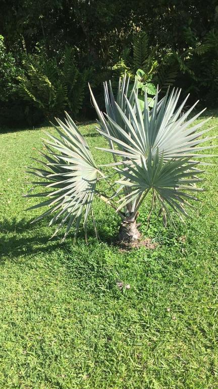 Jardín al aire libre en Cabañas Filadelfia