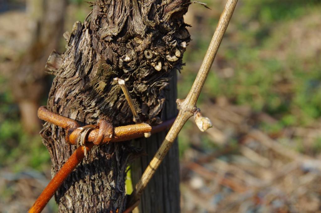 Fotografie z fotogalerie ubytování Weingut Weich v destinaci Riol
