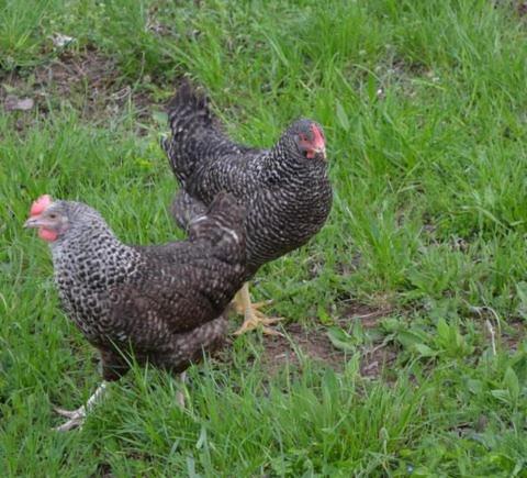 Animaux dans le B&amp;B/chambre d&#39;h&ocirc;tes ou &agrave; proximit&eacute;