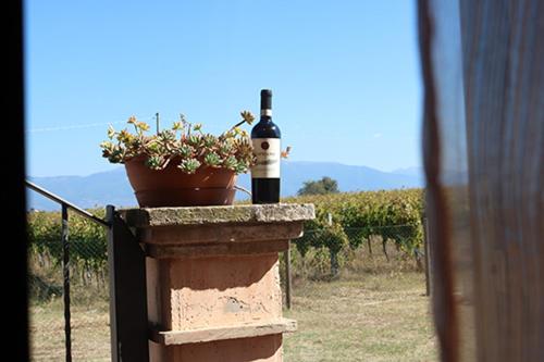 una bottiglia di vino seduta su un muro con una pianta di Casale Rialto a Montefalco