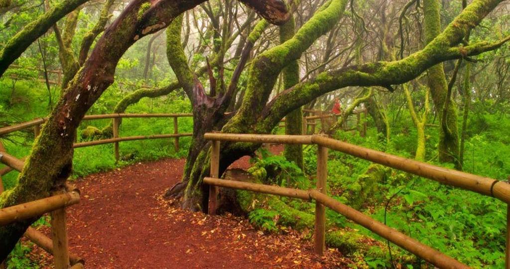 a trail in a forest with a tree and a fence at Hotel Rural Triana in Vallehermoso