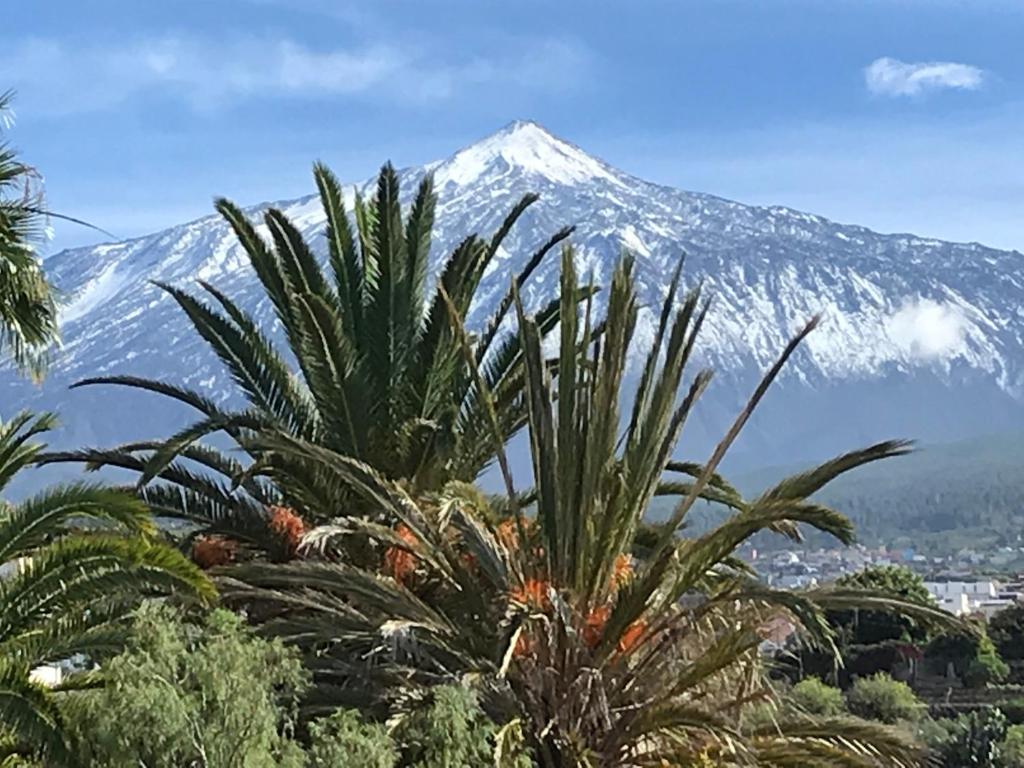 eine Palme mit einem schneebedeckten Berg im Hintergrund in der Unterkunft LOFT DOA with panoramic views and Wifi San Marcos in Icod de los Vinos