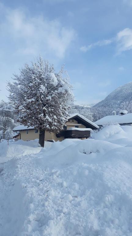 drzewo pokryte śniegiem przed domem w obiekcie Appartement Müllner w mieście Kirchdorf in Tirol