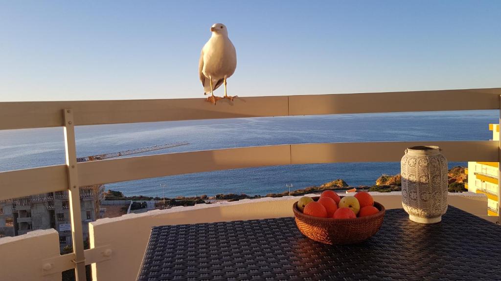 ein Vogel, der auf einem Balkon mit einer Obstschale sitzt in der Unterkunft Ma vue mer en Algarve in Portimão