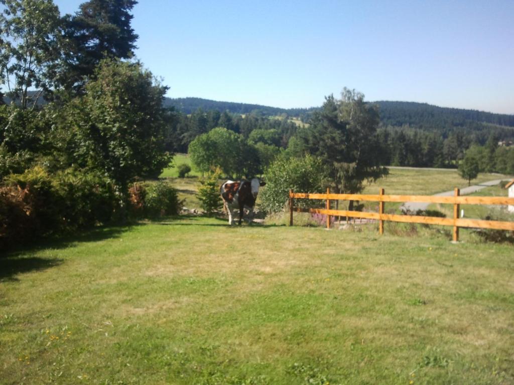Eine Kuh steht auf einem Feld neben einem Zaun in der Unterkunft Ressourcez vous en pleine nature! in Saint-Régis-du-Coin