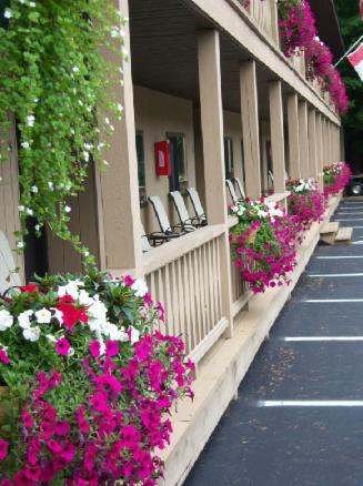 Zahrada ubytování Tall Pines Motel