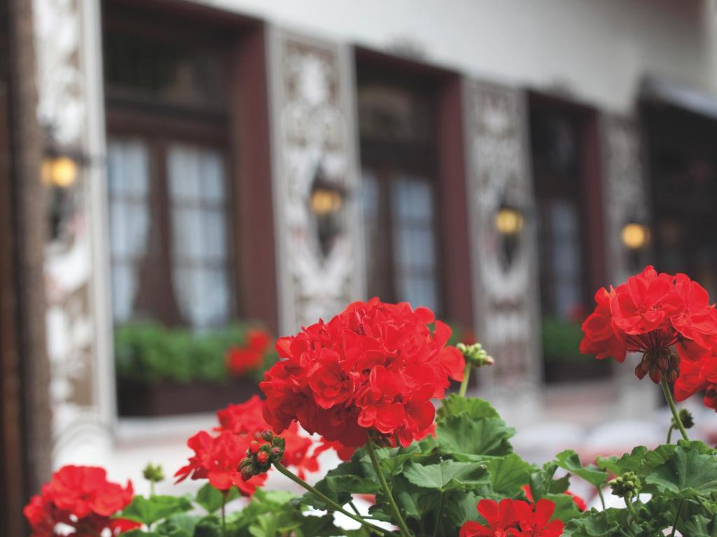Zahrada ubytování Hotel Felsenkeller