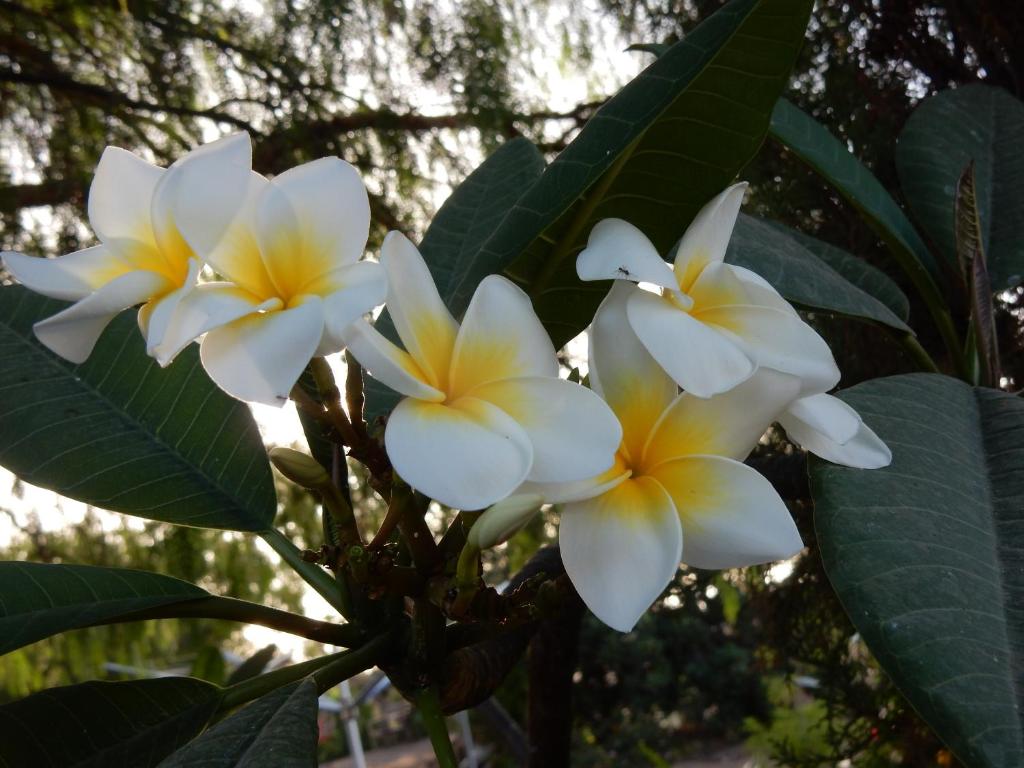 Fotografie z fotogalerie ubytování Finca Florida v destinaci San Miguel de Abona