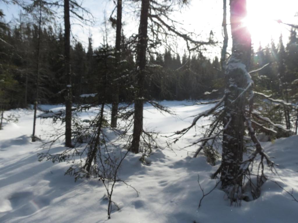 Résidence touristique Lodge des Bois v zimě
