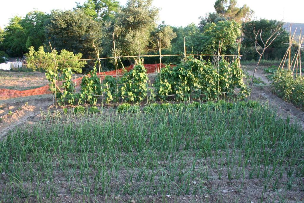 Zahrada ubytování Mas Tulsà Casa Rural Girona