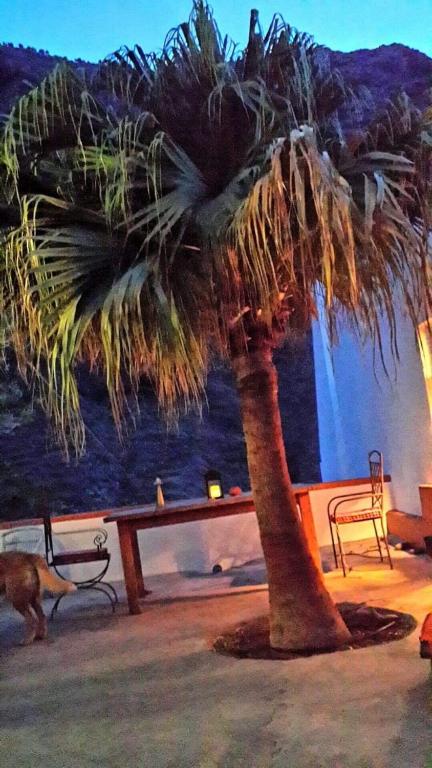 a palm tree in front of a table and a dog at Casa Estie in Calera