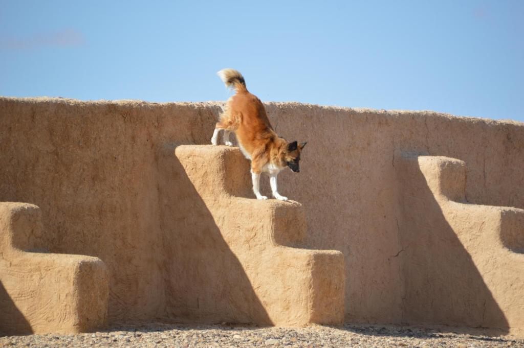 Ospiti di Desert Days mud cabin's Resort con animali domestici