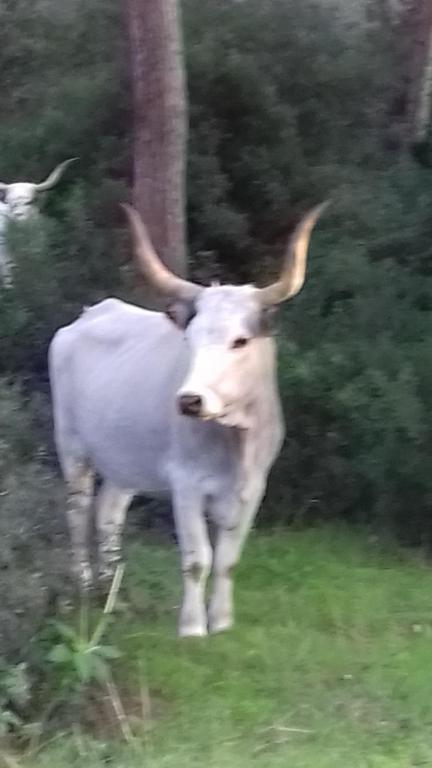 Zvířata v hotelu nebo okolí