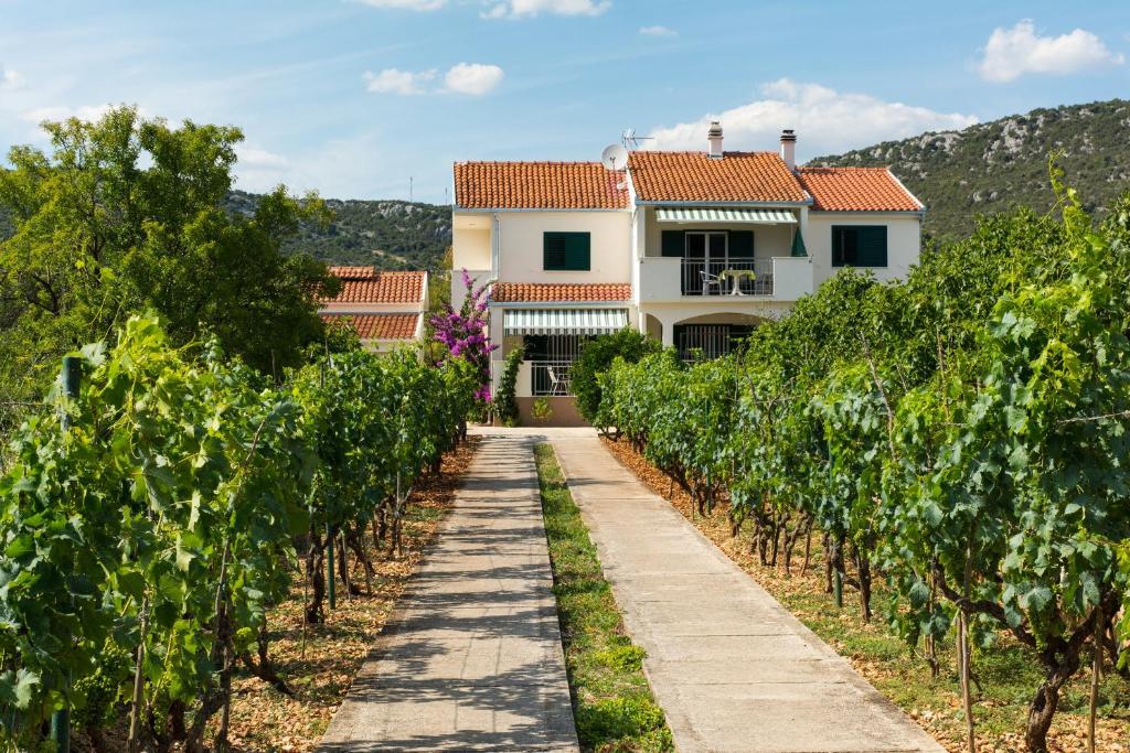 a path through a vineyard with a house in the background at Apartmani Stjepan in Vinišće