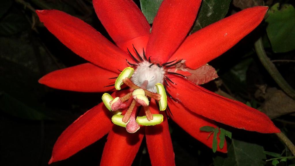 Fotografie z fotogalerie ubytování Flower Inn v destinaci Sigiriya