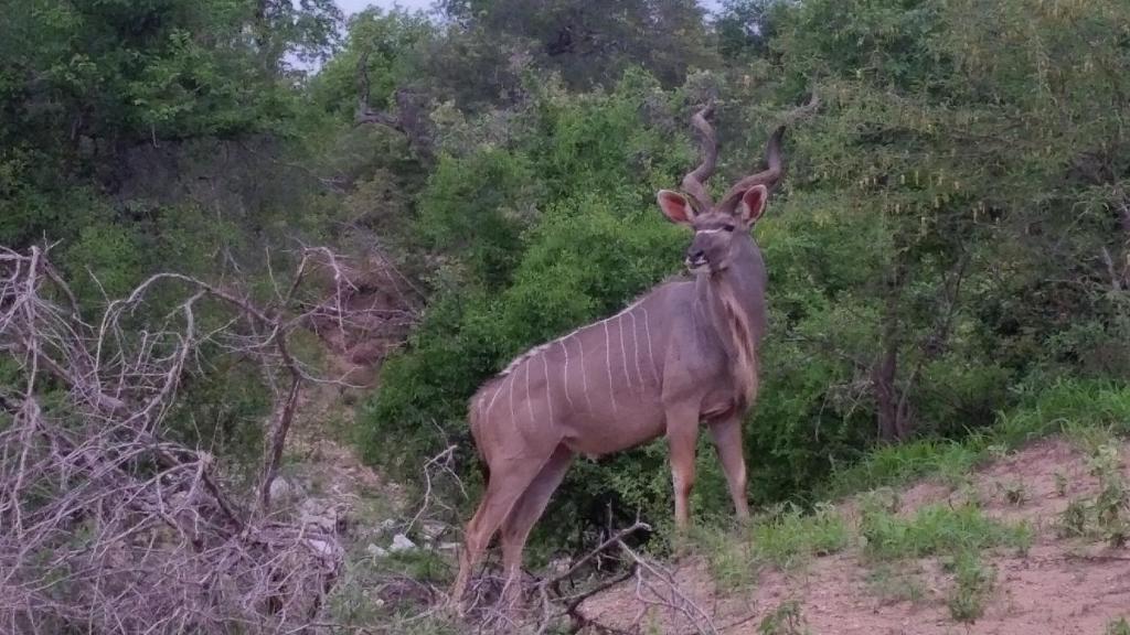 Animales en el lodge o alrededores