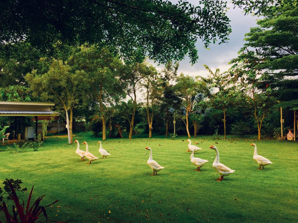 een groep ganzen die in het gras lopen bij Better Weather Homestay in Pak Chong