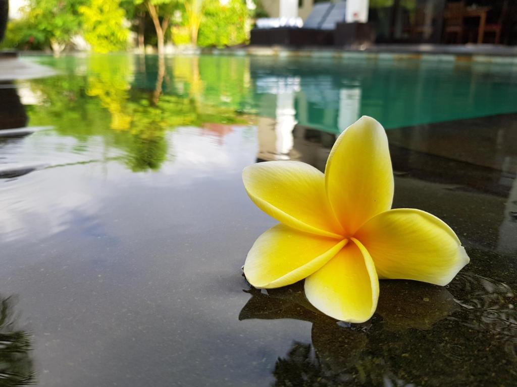 a yellow frisbee on the water near a pool at Villa Horizon Nusa Dua in Nusa Dua