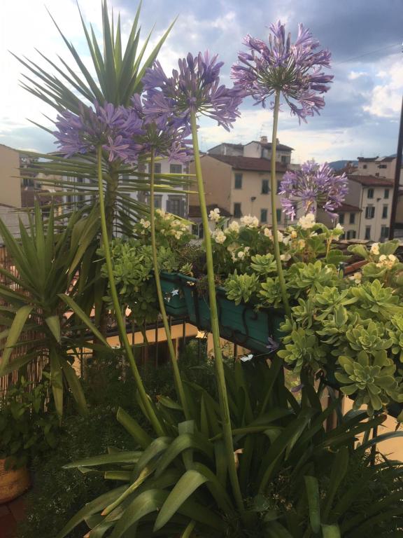 フィレンツェにあるTerrazza su Sant'Ambrogio a Firenzeの紫花の群れ