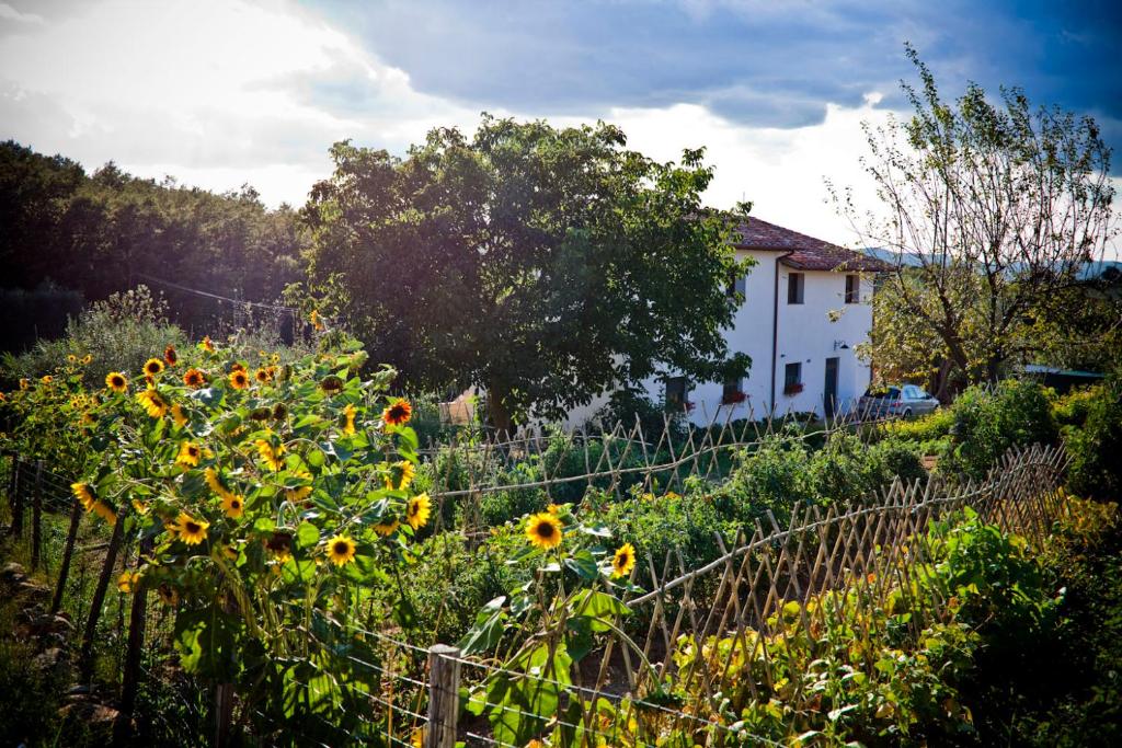 un campo de girasoles frente a una casa en Apartment with privat garden, en Montegabbione