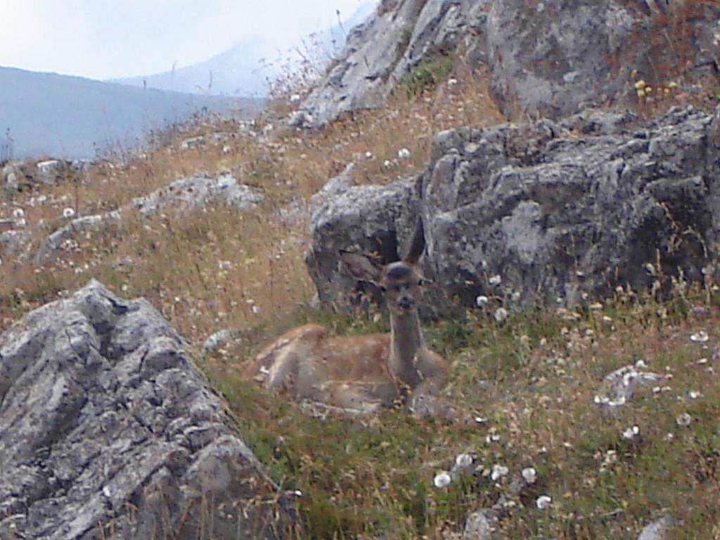 Zvířata v penzionu – hostince nebo okolí