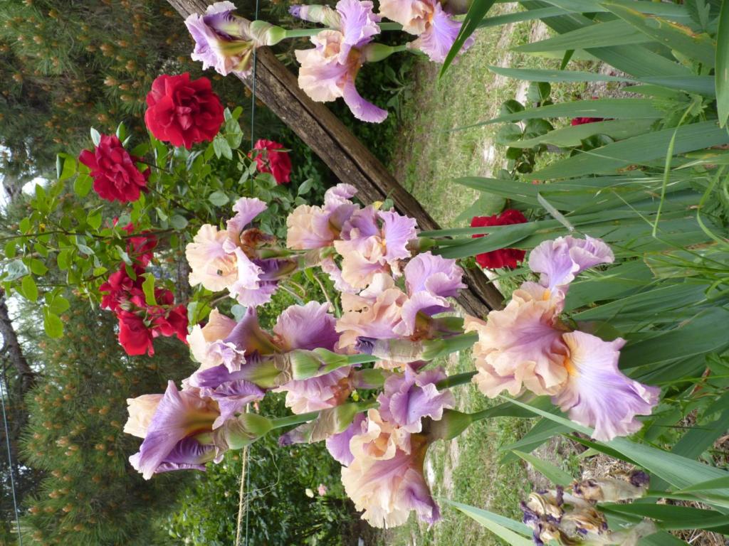 Vonkajšia záhrada v ubytovaní B&B The Roses Garden