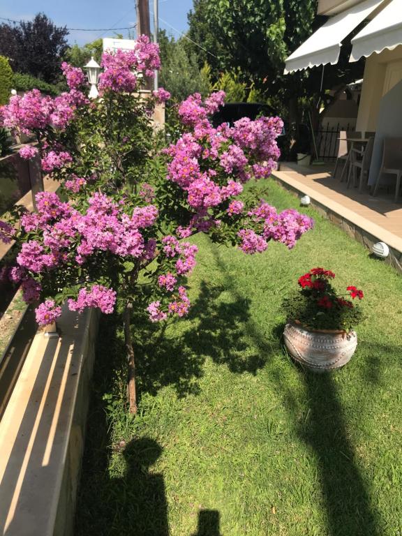 Kallirroi Apartments - 6