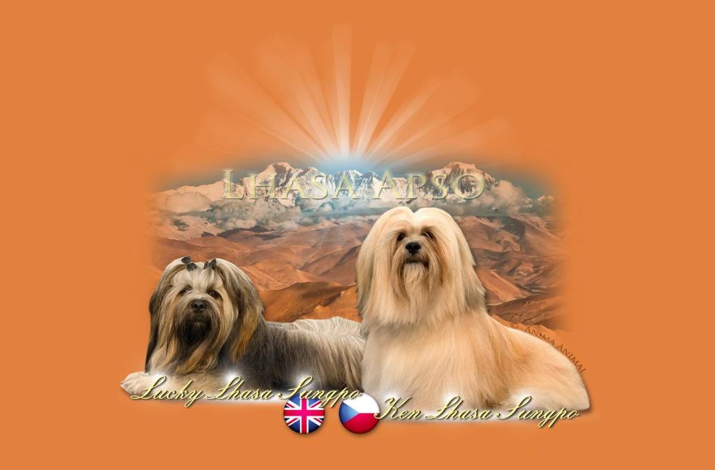 two dogs are sitting next to each other with a picture at Pension Sunset Mezirolí in Nová Role