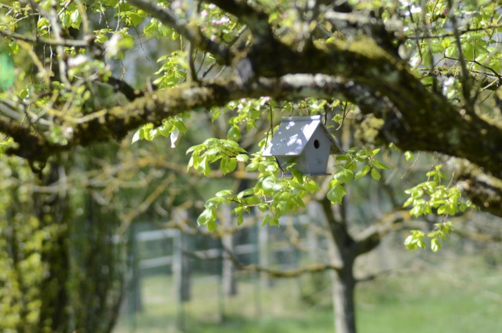 uma casa de pássaros pendurada num galho de árvore em Hamac et potager Gîte et chambre d'hôtes em La Chapelle-de-Bragny