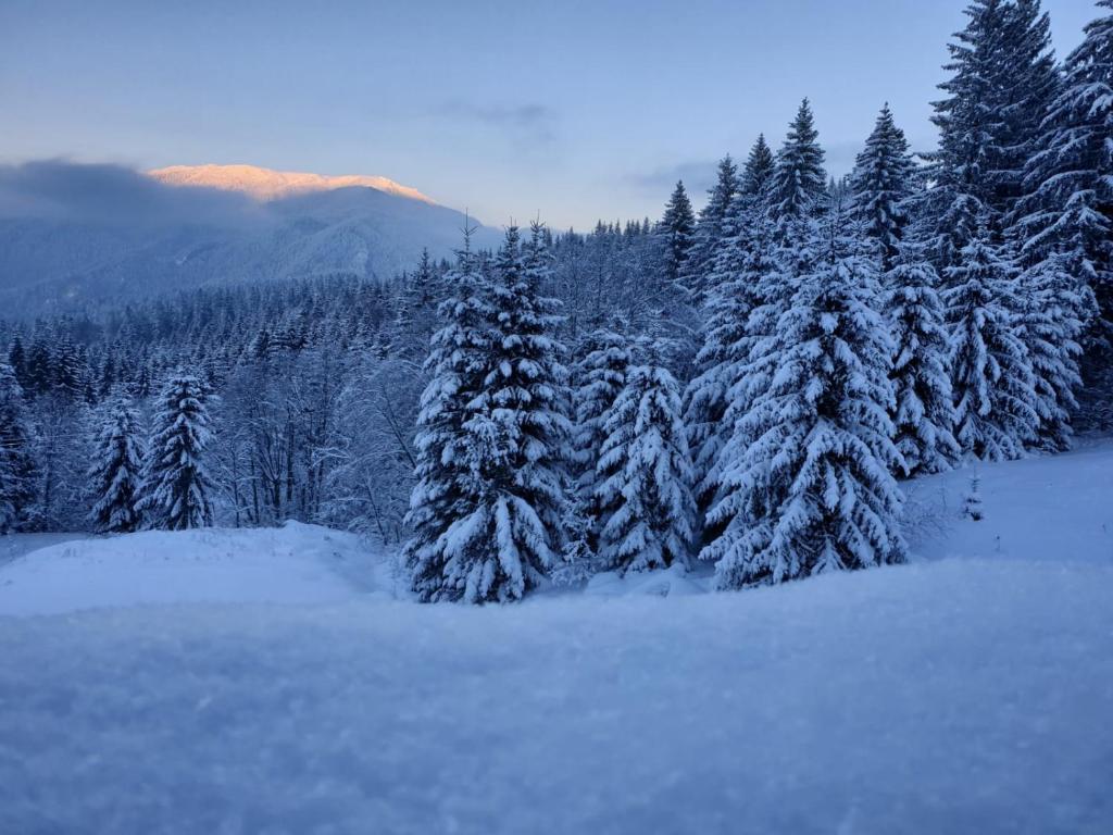 un gruppo di alberi ricoperti di neve con una montagna di Nature House Predeal a Predeal