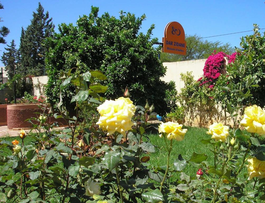 einen Garten mit gelben Rosen und ein Schild im Hintergrund in der Unterkunft Riad Dar Zidane in Meknès