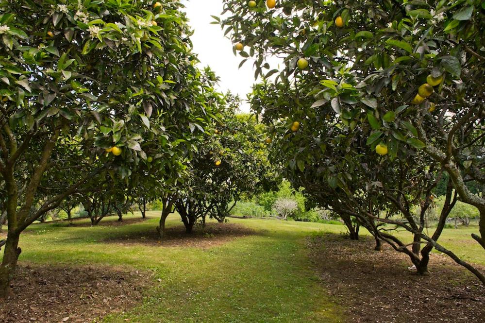 Zahrada ubytování Mercury Orchard
