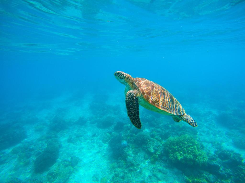 żółw morski pływający w oceanie w obiekcie Maratua Guesthouse w mieście Maratua Atoll