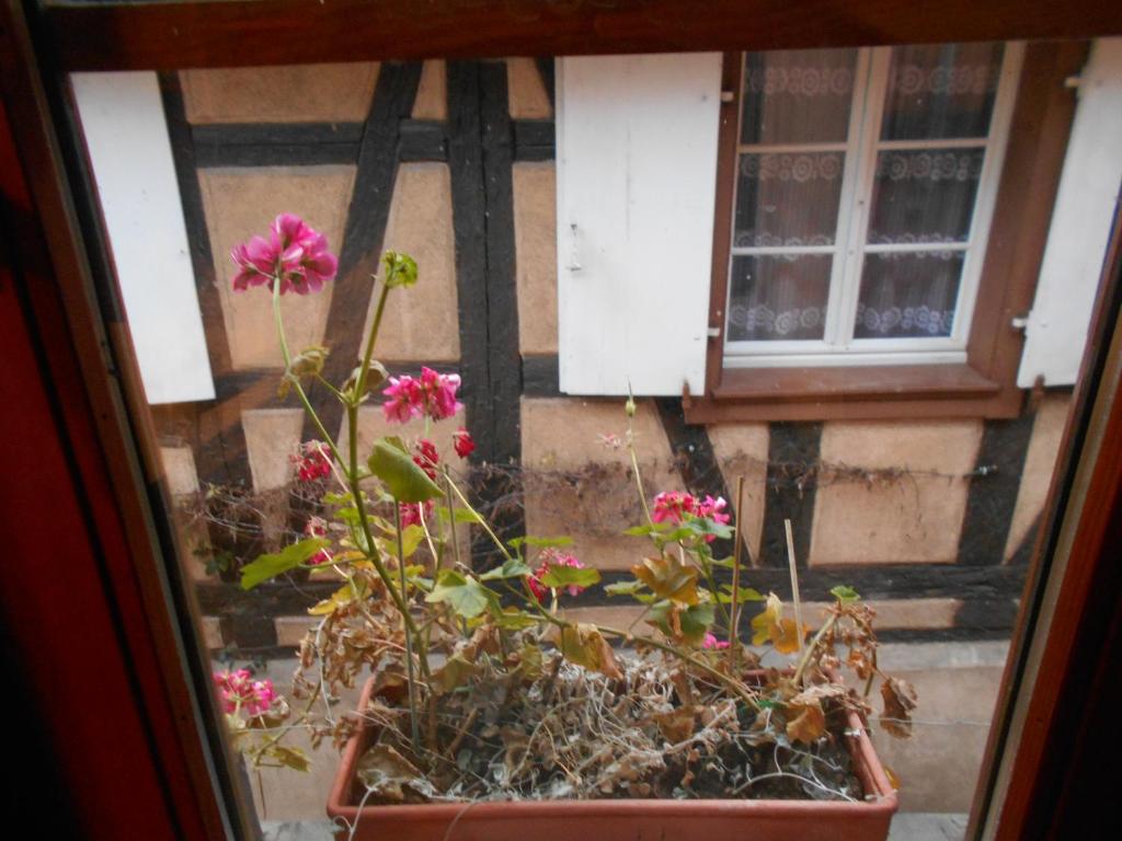 La cour des meuniers - le Froment et l'Epeautre – photo 12