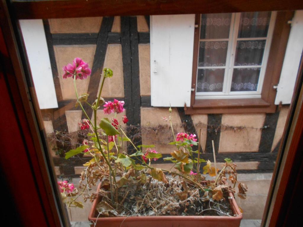 a window with a pot of flowers in front of a house at La cour des meuniers - le Froment et l&#39;Epeautre in Kaysersberg