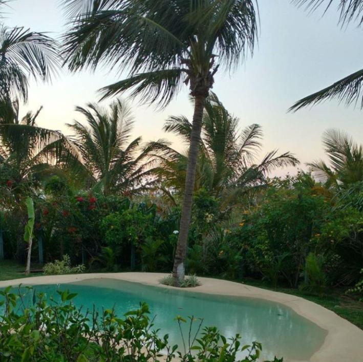 a palm tree and a swimming pool with a palm tree at Pousada dos Ponteiros in São Miguel do Gostoso