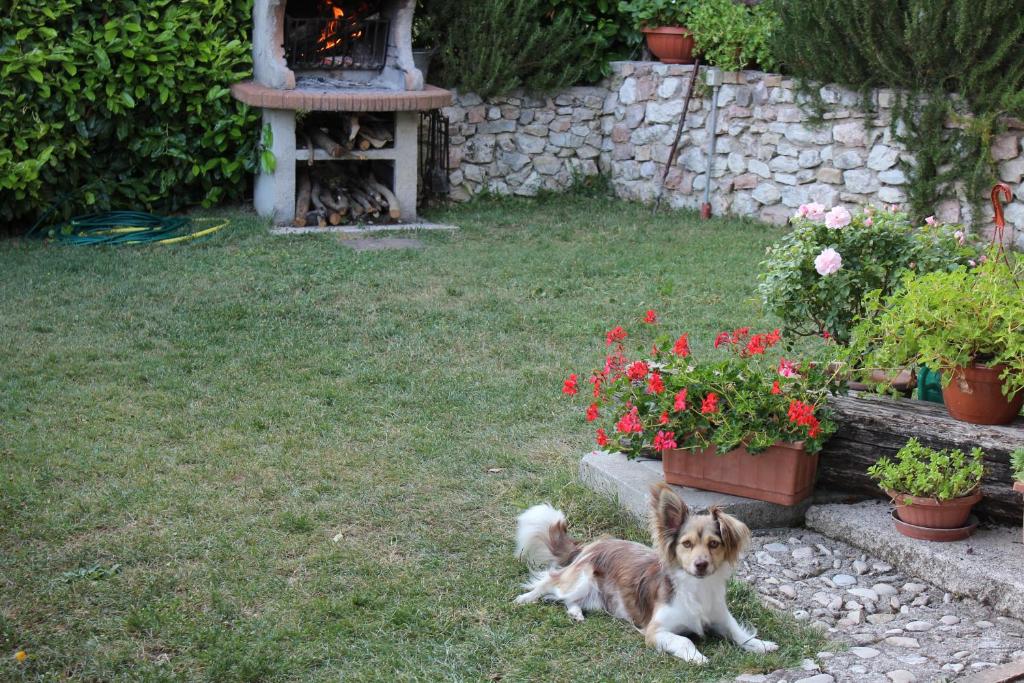 Domácí mazlíčci ubytovaní s hosty v ubytování Agriturismo Roccagelli