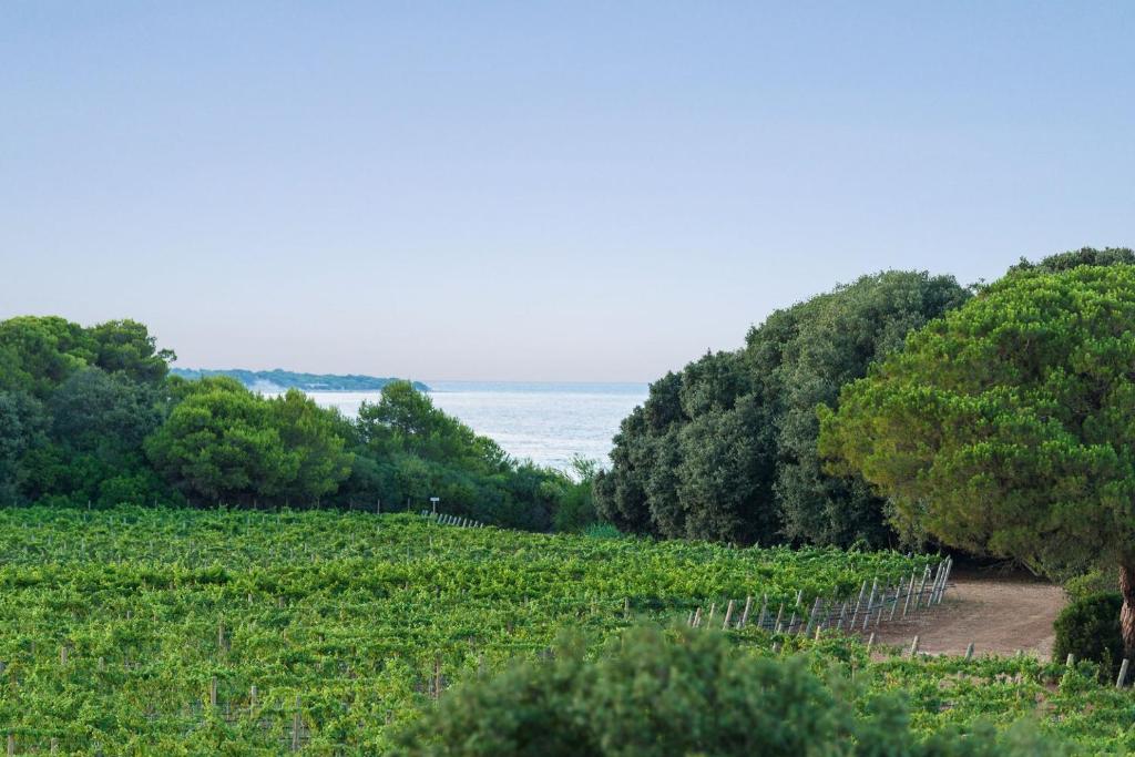 a field of vines with the ocean in the background at Masseria Mongiò dell'Elefante in Otranto