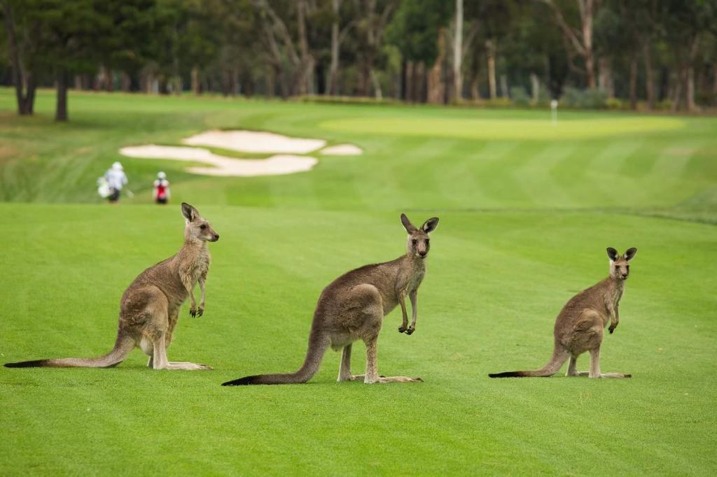 a group of kangaroos standing on a golf course at Forest View in Creswick