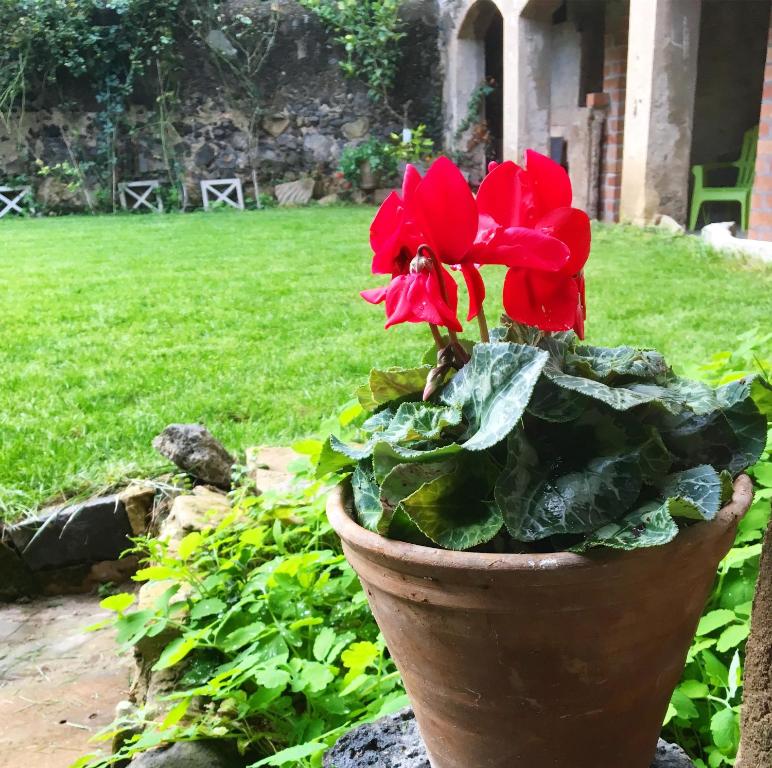 una maceta con una flor roja en un patio en Cal Mestre - Apartament 4 pax. 1er pis, en Castellfollit de la Roca