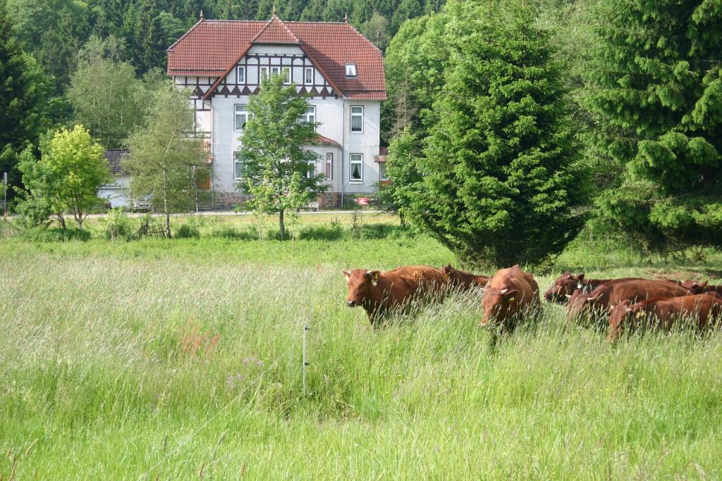 Zvířata v penzionu nebo okolí