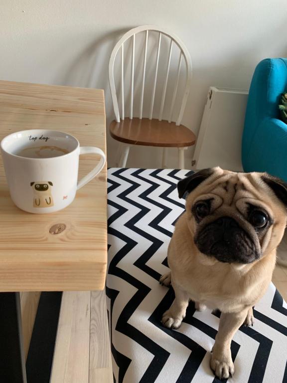 a dog sitting on a rug next to a table with a cup of coffee at Cute Pug Guest Room in Copenhagen