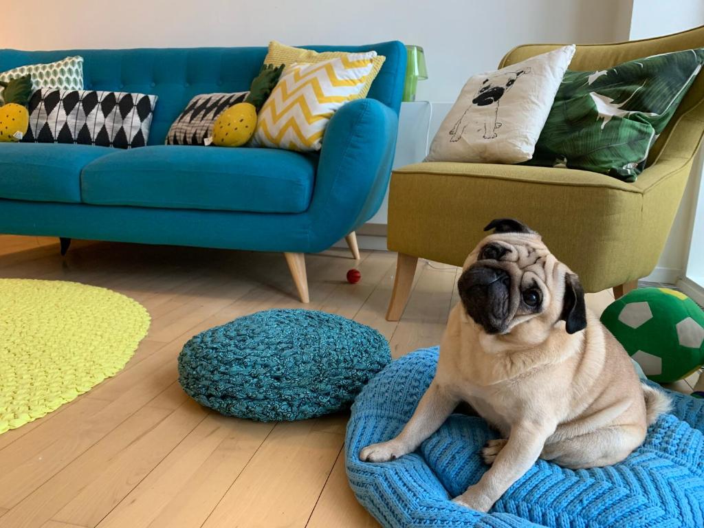 a pug dog laying on a bed in a living room at Cute Pug Guest Room in Copenhagen