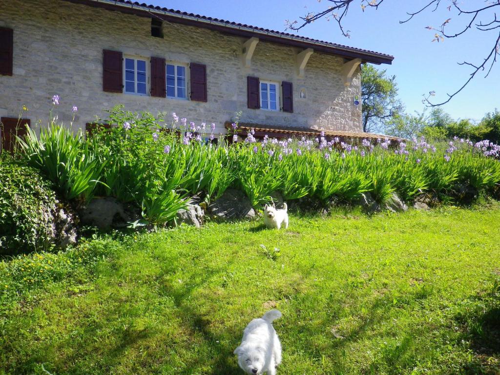 two cats sitting in the grass in front of a house at Chambre d'hôtes La Haie Fleurie in Chevillard