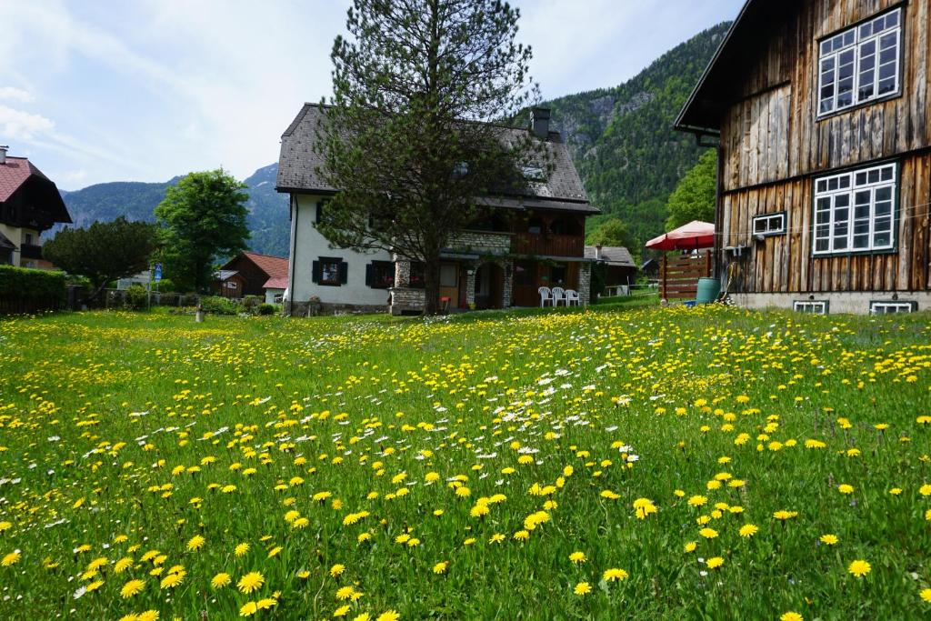 ein Feld gelber Blumen vor einem Gebäude in der Unterkunft Apartment Haider 1 in Obertraun