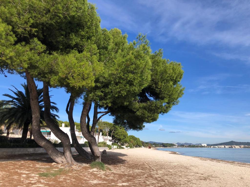 Fotografie z fotogalerie ubytování ZODIAC 7 v destinaci Alcúdia