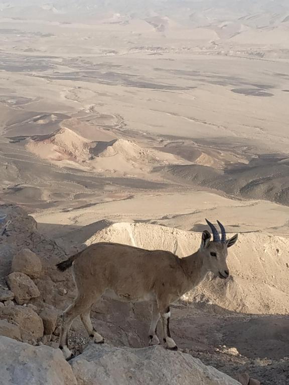 a goat standing on top of a mountain at Desert Peace in Mitzpe Ramon
